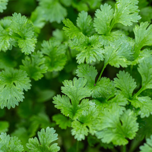 Parsley